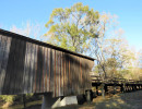 red oak