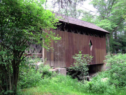 swamp