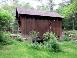 swamp